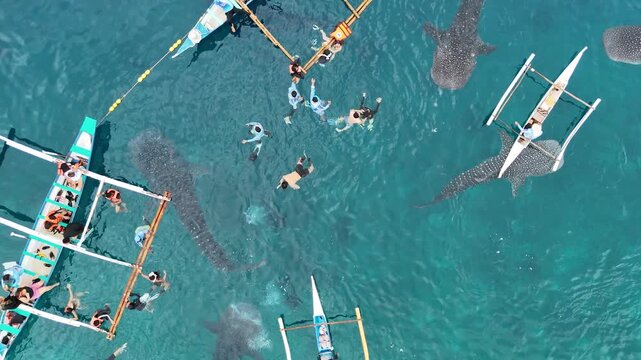 Aerial View of Whale Shark Watching in Oslob, Philippines