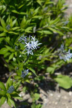 A small cluster of pale blue bluestar flowers blooming on a green leafy bush growing in dry soil outdoors - latin name - Amsonia tabernaemontana