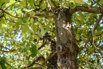 Fototapeta premium Tree trunk and branches with green leaves against a bright sky
