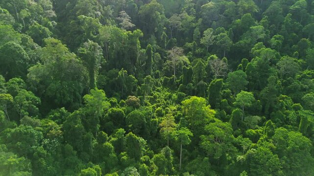 Drone flyover above diverse primary tropical rainforest canopy with afternoon backlight near Sungai Tembeling, Al-Sultan Abdullah Royal Tiger Reserve, Pahang, Malaysia