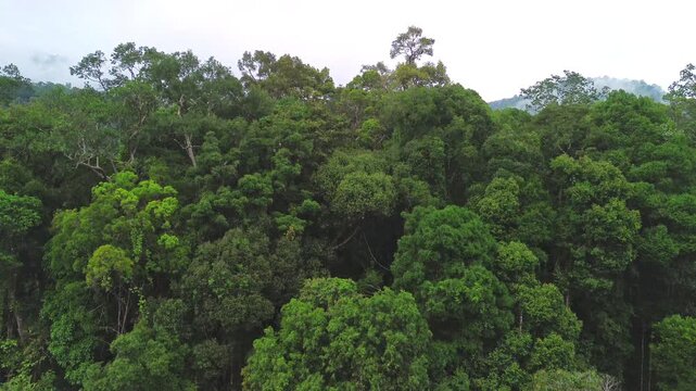 Drone rising above primary tropical rainforest revealing dense forest canopy and hilly landscape near Sungai Tembeling, Al-Sultan Abdullah Royal Tiger Reserve, Pahang, Malaysia