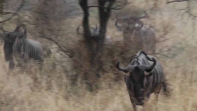 Arusha, Tanzania - 10 July 2026 - wildebeest in the Serengeti National Park