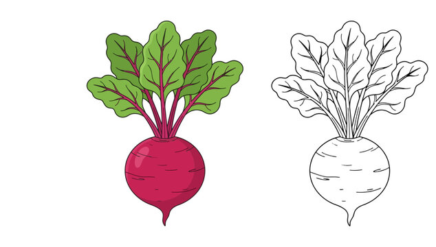 Fresh Beetroot with Green Leaves coloring page