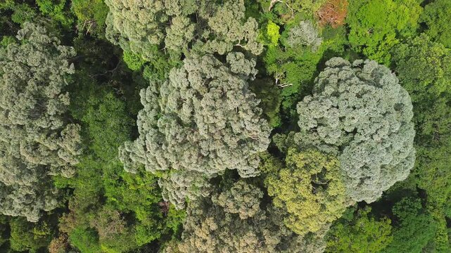 Top-down pull-away aerial view revealing an emergent rainforest tree within the primary tropical rainforest canopy, Al-Sultan Abdullah Royal Tiger Reserve near Sungai Tembeling, Pahang, Malaysia