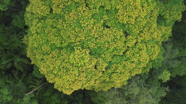Drone top-down pull-away revealing flowering rainforest tree within primary tropical rainforest canopy, Al-Sultan Abdullah Royal Tiger Reserve near Sungai Tembeling, Pahang, Malaysia