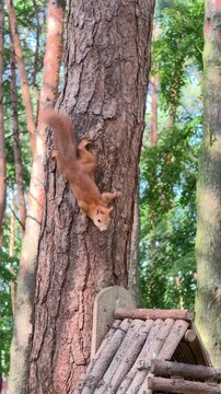 A squirrel climbs a tree in the park. Summer park. Vertical video