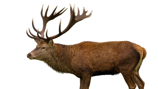 Majestic red deer stag with large antlers, isolated on transparent background