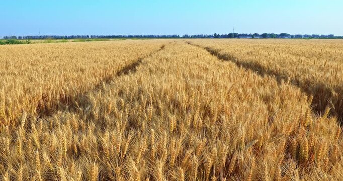 Vast golden wheat fields ready for harvest under a clear blue sky in summer
