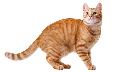 Orange tabby cat with striped fur alert eyes, isolated on transparent background © Corotaev