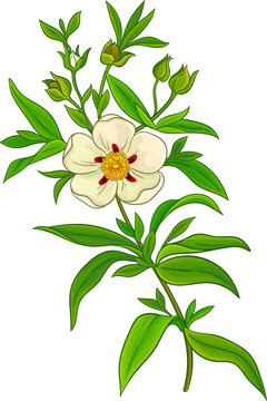 Cistus Plant with Flowers and Leaves Colored Detailed Illustration. Essential oil ingredient for  health care, alternative medicine. 