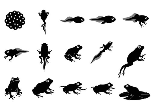 Frog metamorphosis stages and life cyclic icon set