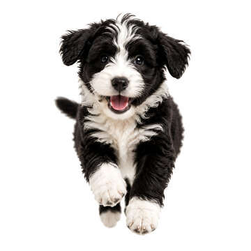 A cute black and white bernedoodle puppy running happily towards the camera on a white background