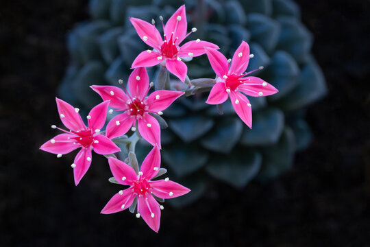 Graptopetalum bellum,Tacitus bellus,suculent
