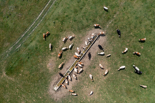 Aerial view of a herd of cows gathered around a long water trough in a green pasture in Centa, Vojvodina, Serbia.