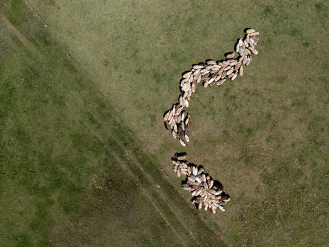 Aerial view of a flock of sheep grazing on a green pasture in Centa, Vojvodina, Serbia.