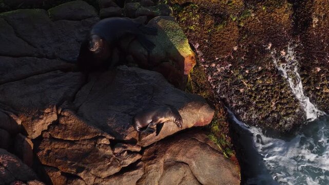 Aerial view of two sea lions resting on coastal rocks in Cabo San Lucas.