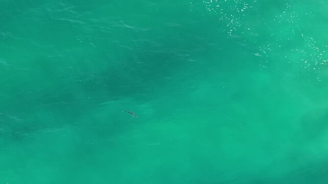 Aerial top down view of a rooster fish swimming in Cabo San Lucas ocean.