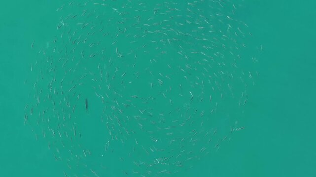 Aerial top down of a rooster fish hunting mullet in Cabo San Lucas, Mexico.