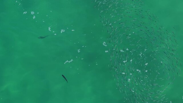 Top down aerial of rooster fish hunting a school of mullet in Cabo San Lucas.