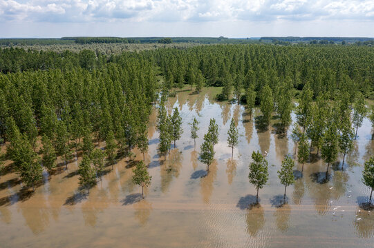 Aerial view of a flooded forest with trees partially submerged in calm water, creating reflections under a bright sky in Centa, Vojvodina, Serbia.