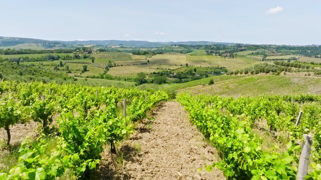 Aerial view along vineyard rows with green grape vine leaves in Tuscany, Italy
