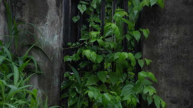 An old house and the creepers that have grown around it are getting drenched in the water.