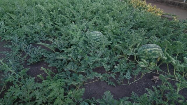 Wide view of watermelon vines and leafy plants growing across a cultivated agricultural field.