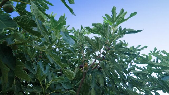 Smooth left pan and orbit around a cultivated Ficus carica fig tree with healthy foliage in a garden.