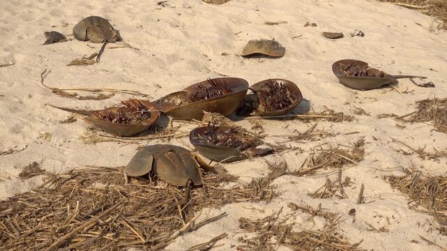 Dead horseshoe crabs lying on beach.