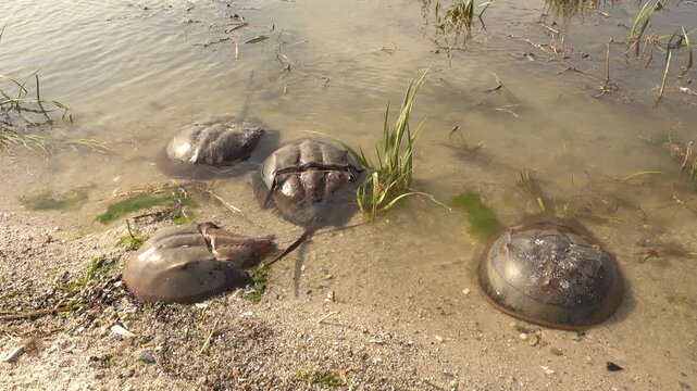 Dead horseshoe crabs float at the water's edge.