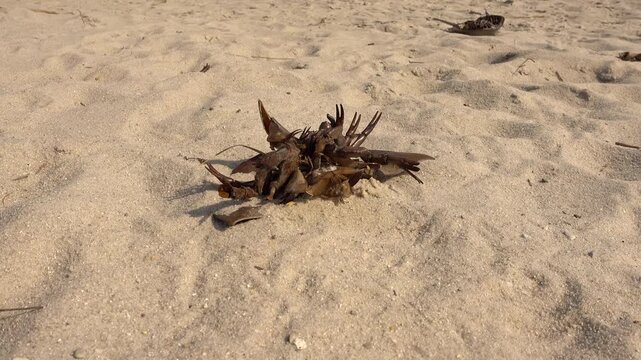 Remains of horseshoe crab legs lay on beach.