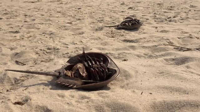 Pair of dead horseshoe crabs lay belly-up on a beach.