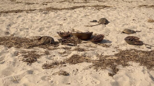 The remains of dead horseshoe crabs scattered on a beach.