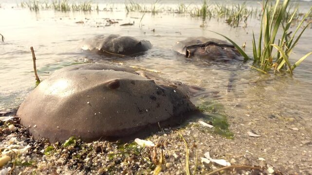 Dead horseshoe crabs float at the edge of the water.