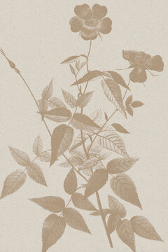 antique botanical illustration, vintage floral paper texture, aged beige paper background