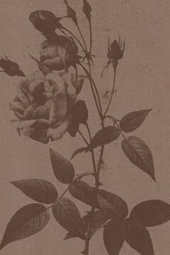 antique rose botanical print, vintage paper texture, aged floral background