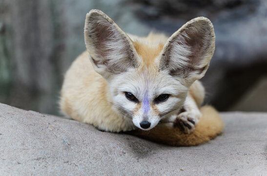 A fennec fox with a purple mark on its forehead