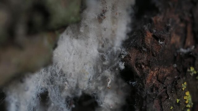 Woolly aphids (family Aphididae) infesting a young branch, covered in characteristic white wax filaments.