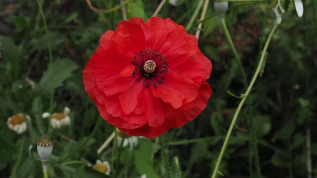 Single red poppy flower fills the frame in sharp close up, with layered petals and central seed pod against green background