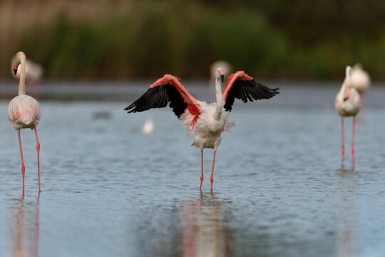 Greater flamingo (Phoenicopterus roseus) spreading its wings in a lagoon in the Camargue, France.
