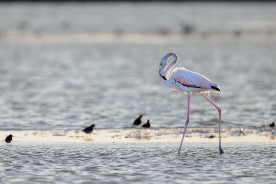 Greater flamingo (Phoenicopterus roseus) in the backlight of the setting sun, standing in a lagoon in the Camargue, France.