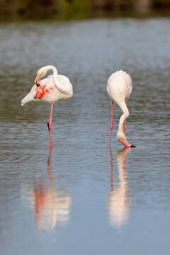 Greater flamingos (Phoenicopterus roseus) feeding in the shallow water of a lagoon in the Camargue, France.