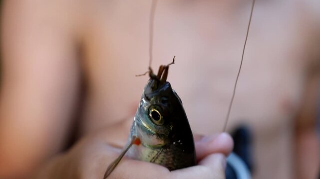 Macro shot details a small caught fish with a hook in its mouth held gently in hand. Close-up video captures fishing process, showing shiny scales, expressive animal eye, fishing line, and summer outd