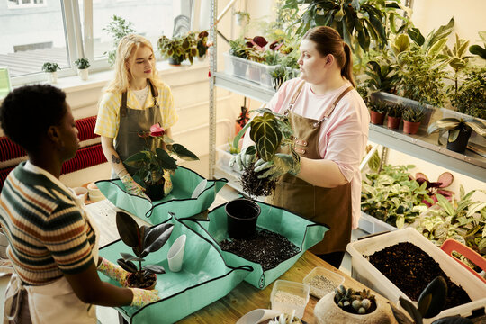Diverse young women working in plant nursery, repotting houseplants and sharing gardening tips. High angle shot suitable for small business marketing and eco friendly lifestyle campaigns