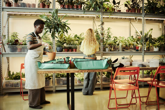 Young African American woman and Caucasian woman working in plant nursery, potting houseplants at wooden table. Image suitable for small business marketing and gardening workshop promotion