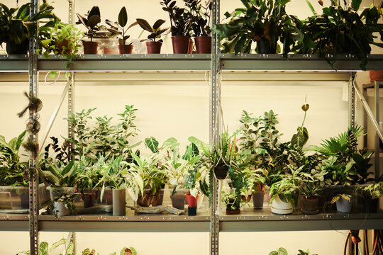 Potted houseplants standing on metal shelves under grow lights in plant nursery. Image suitable for e-commerce product marketing, urban gardening blogs, and plant shop advertising