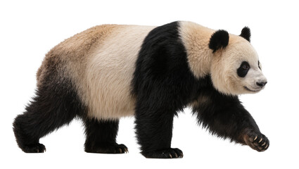 Giant panda bear walking, isolated on transparent background © Viktor
