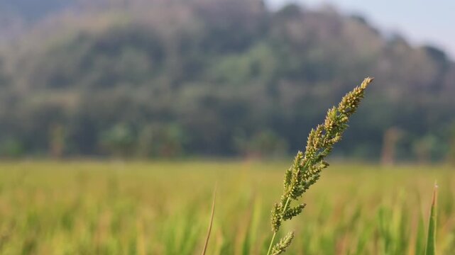 4K close up of rice panicles with rice field background in morning light.
