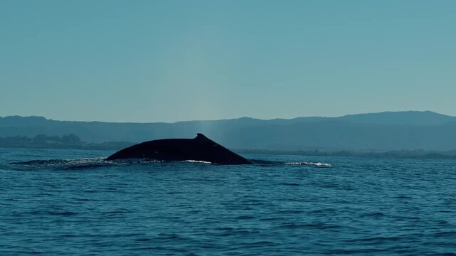 A large whale surfaces and releases a tall spout of spray before arching its back and submerging in calm blue seas near a distant coastline.