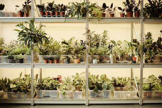 Potted plants sitting on metal shelves in plant nursery, representing urban gardening and botany. Image suitable for e-commerce product marketing and plant shop advertising